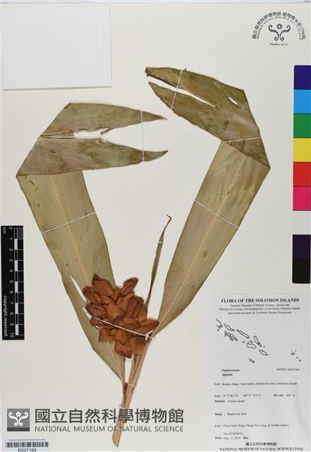 登錄號:BS07169藏品圖，第1張