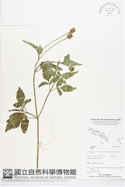 登錄號:BS05269藏品圖，第1張