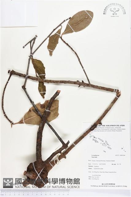 登錄號:BS03269藏品圖，第1張