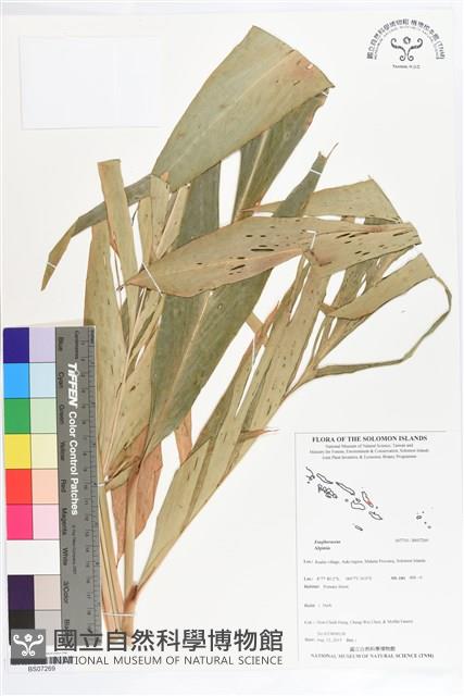 登錄號:BS07269藏品圖，第1張