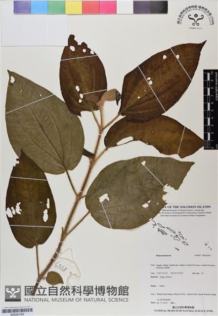 登錄號:BS06769藏品圖，第1張