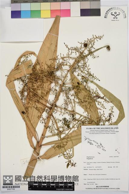 登錄號:BS07769藏品圖，第1張