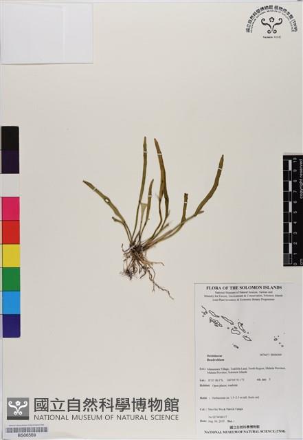 登錄號:BS06569藏品圖，第1張