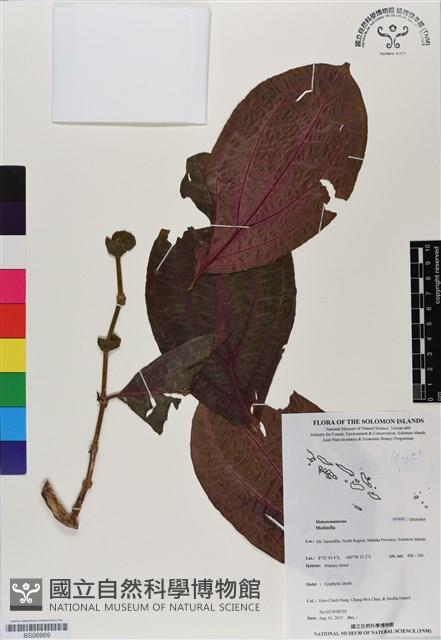 登錄號:BS06969藏品圖，第1張