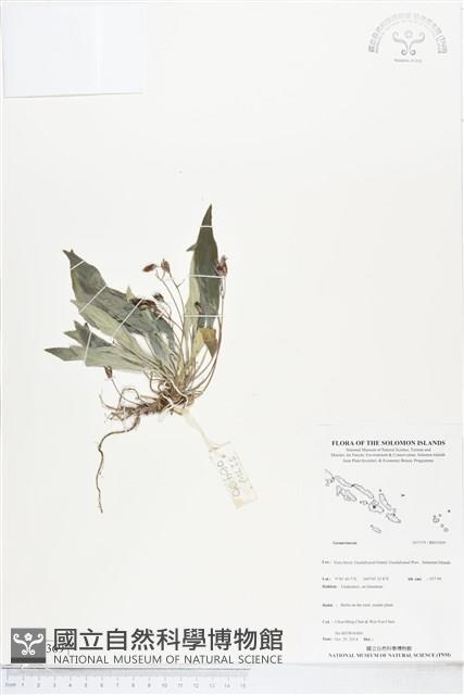 登錄號:BS05369藏品圖，第1張