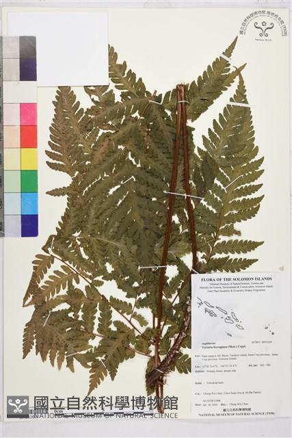 登錄號:BP03369藏品圖，第1張