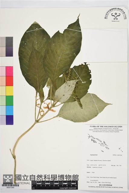 登錄號:BS07369藏品圖，第1張