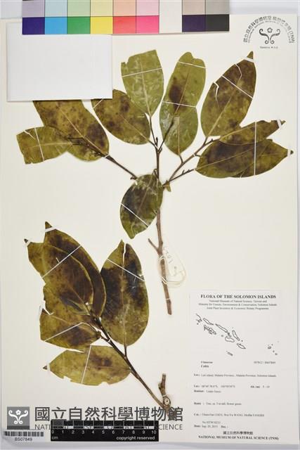 登錄號:BS07849藏品圖，第1張