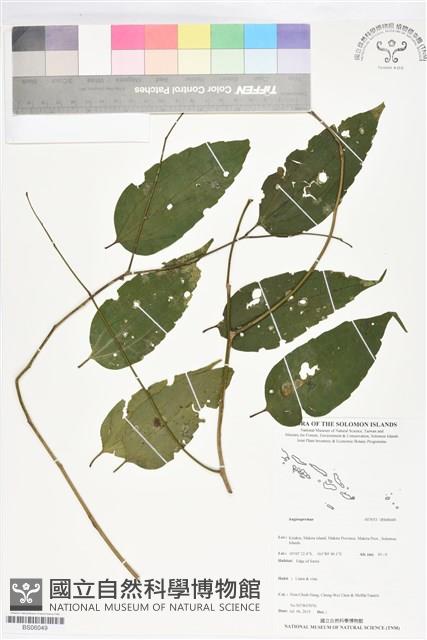 登錄號:BS06049藏品圖，第1張