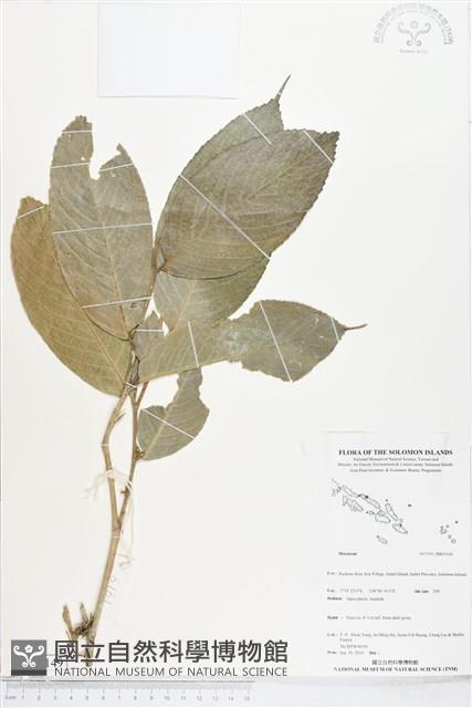 登錄號:BS05149藏品圖，第1張