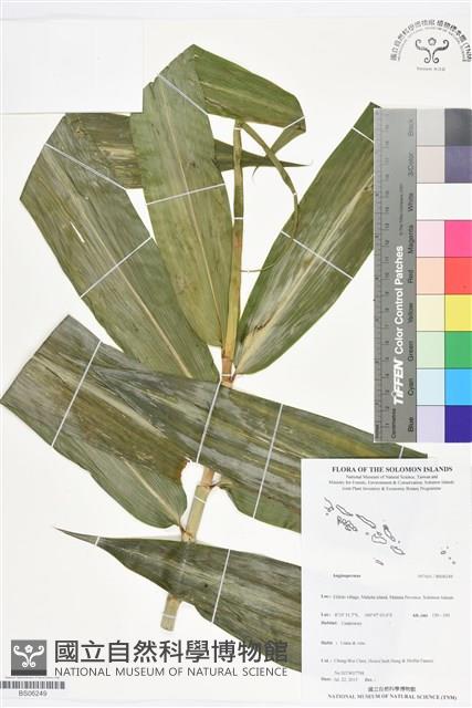 登錄號:BS06249藏品圖，第1張