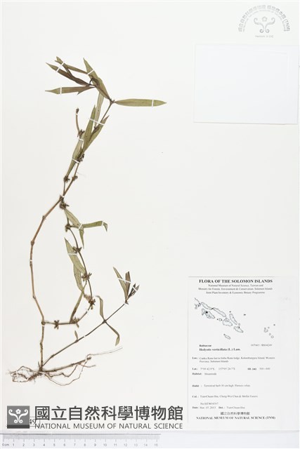 粗葉耳草藏品圖，第1張