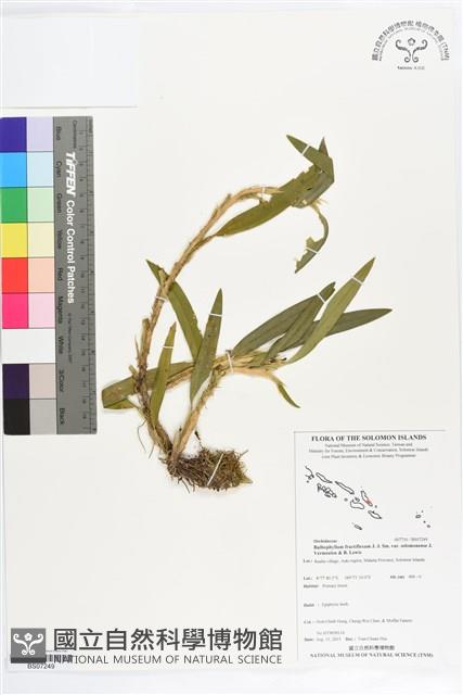 登錄號:BS07249藏品圖，第1張