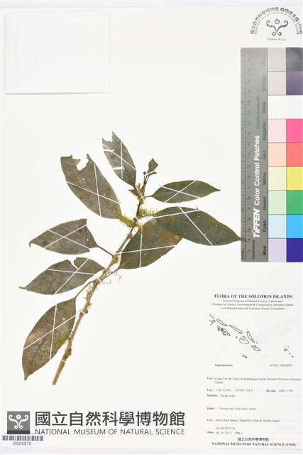 登錄號:BS05879藏品圖，第1張