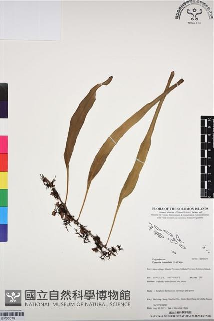 抱樹石葦藏品圖，第1張