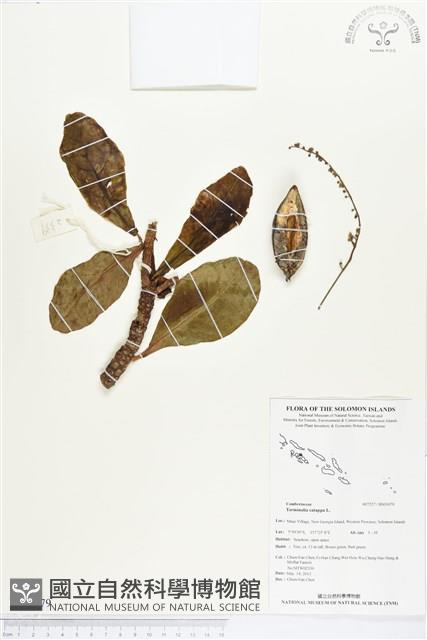 欖仁藏品圖，第1張