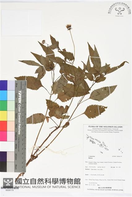 登錄號:BS06179藏品圖，第1張