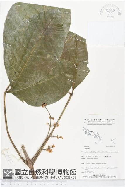 登錄號:BS05179藏品圖，第1張