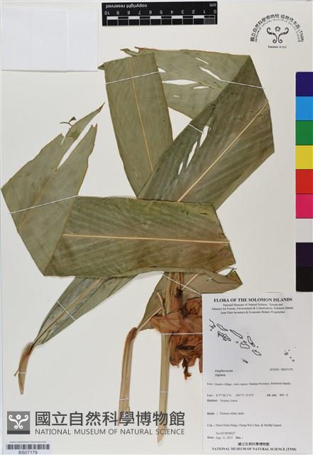 登錄號:BS07179藏品圖，第1張