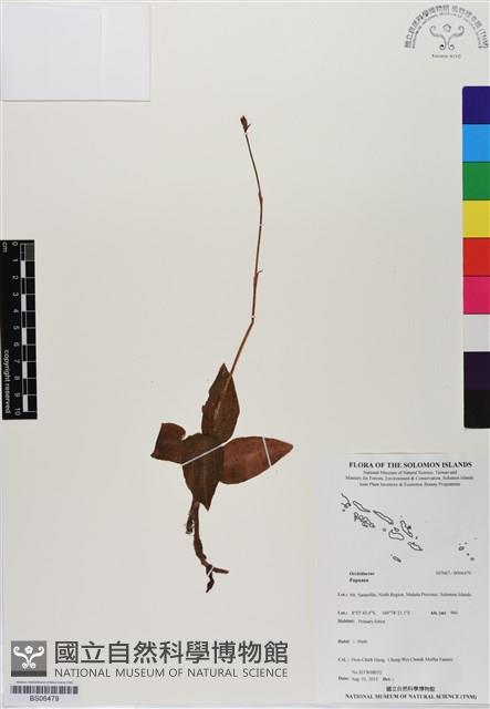 登錄號:BS06479藏品圖，第1張