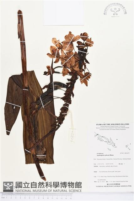 紫苞舌蘭、紫蘭藏品圖，第1張