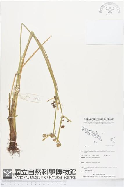 登錄號:BS05279藏品圖，第1張