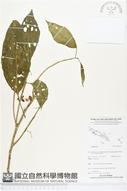 登錄號:BS04279藏品圖，第1張