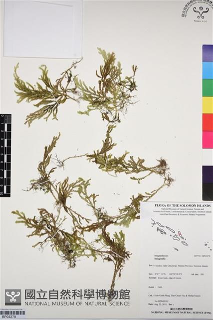 登錄號:BP03279藏品圖，第1張