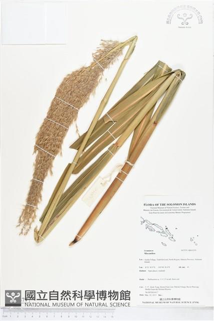 登錄號:BS05379藏品圖，第1張