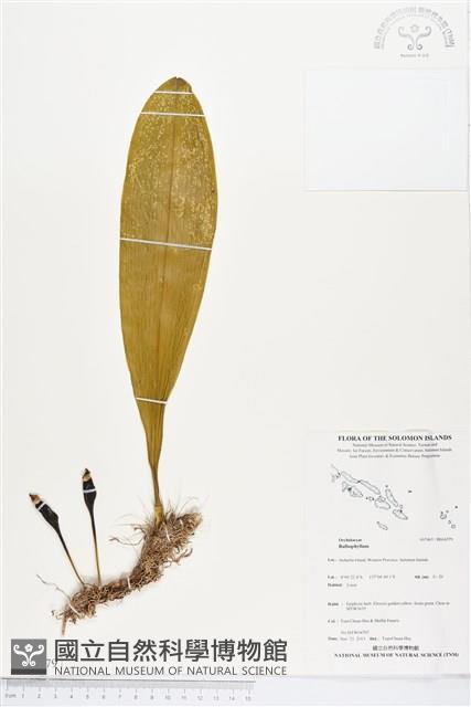 登錄號:BS04379藏品圖，第1張