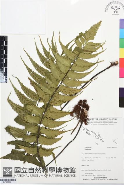 登錄號:BP03379藏品圖，第1張