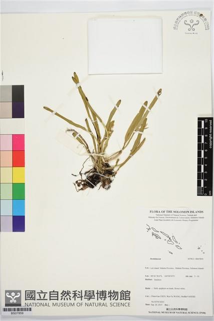 登錄號:BS07859藏品圖，第1張