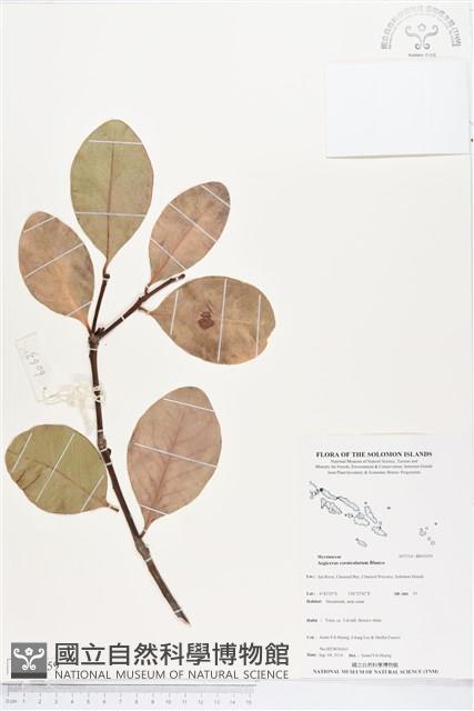 桐花樹藏品圖，第1張