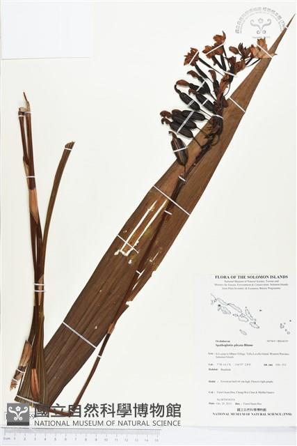 紫苞舌蘭、紫蘭藏品圖，第1張