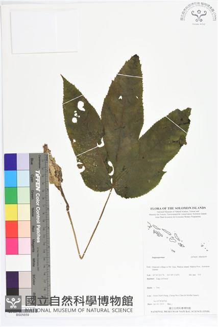 登錄號:BS05659藏品圖，第1張