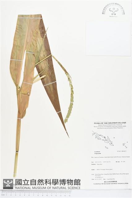 登錄號:BS04659藏品圖，第1張