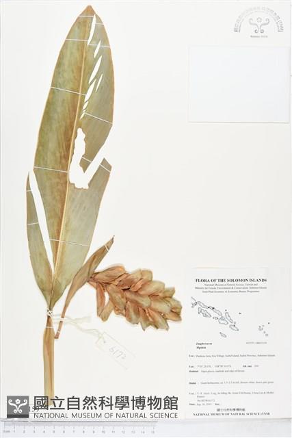 登錄號:BS05159藏品圖，第1張