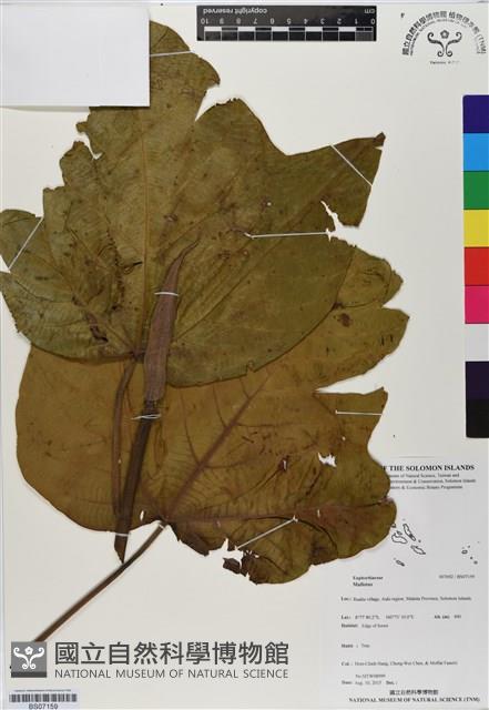 登錄號:BS07159藏品圖，第1張