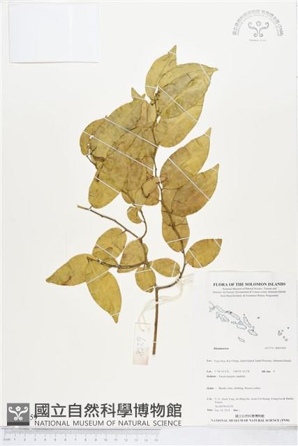 登錄號:BS05459藏品圖，第1張