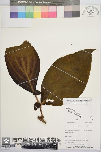 登錄號:BS07459藏品圖，第1張