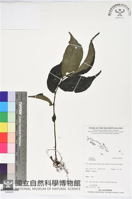 登錄號:BS06259藏品圖，第1張