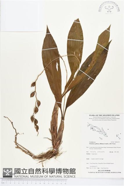 登錄號:BS04259藏品圖，第1張