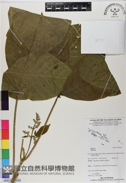 登錄號:BS06559藏品圖，第1張