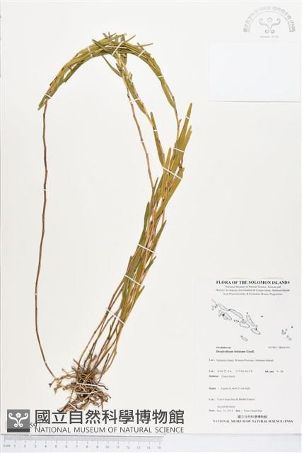 登錄號:BS04359藏品圖，第1張