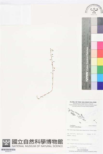 登錄號:BS06219藏品圖，第1張