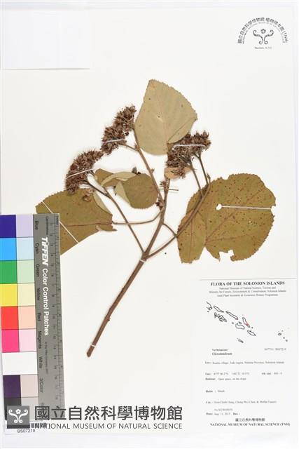 登錄號:BS07219藏品圖，第1張