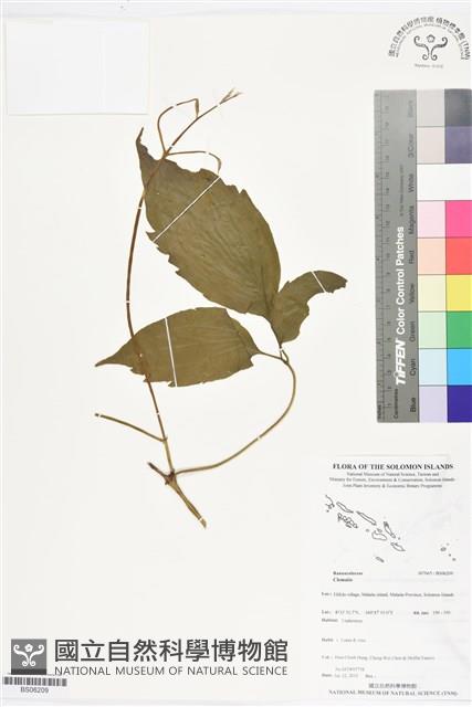 登錄號:BS06209藏品圖，第1張