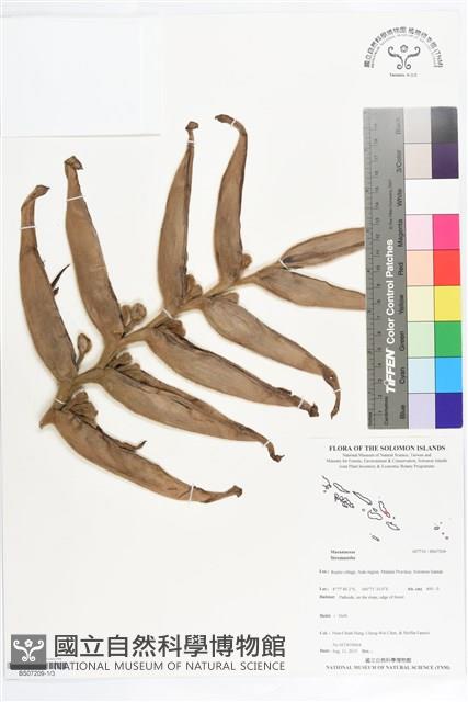 登錄號:BS07209藏品圖，第1張