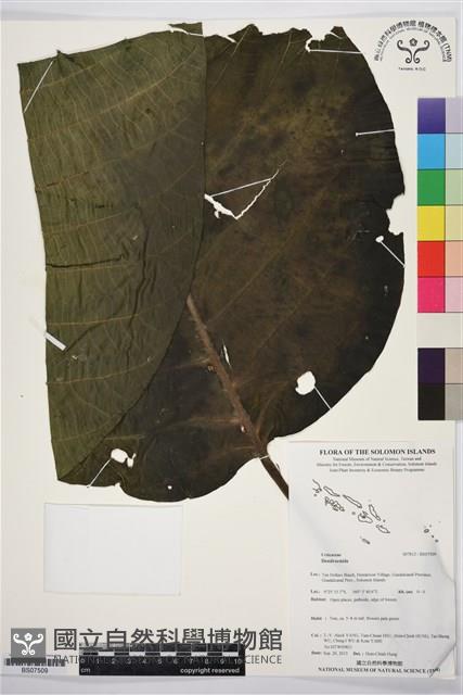 Accession Number:BS07509 Collection Image