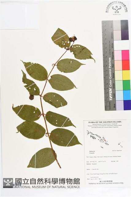 Accession Number:BS07309 Collection Image